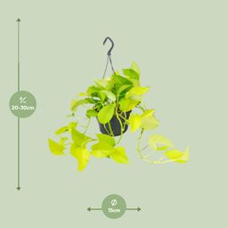 Epipremnum Golden Pothos - Scindapsus - Ø15 (8720634284509)