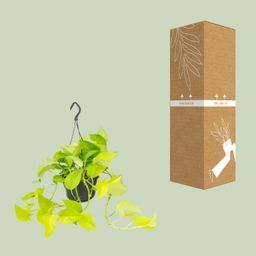 Epipremnum Golden Pothos - Scindapsus - Ø15 (8720634284509)