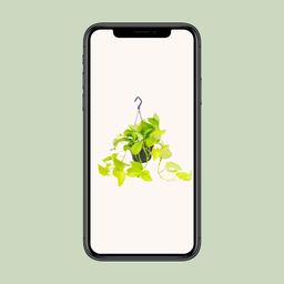 Epipremnum Golden Pothos - Scindapsus - Ø15 (8720634284509)