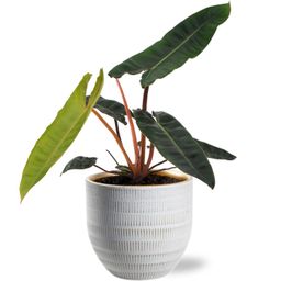 Philodendron Billietiae - Beau Pot D14x13cm - Wit (40162)