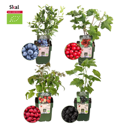 Plants by frank "Vruchtenparadijs" BIO Fruitplanten mix set van 4 verschillende soorten (8721001421039)