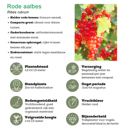 Plants by frank "Vruchtenparadijs" BIO Fruitplanten mix set van 4 verschillende soorten (8721001421039)