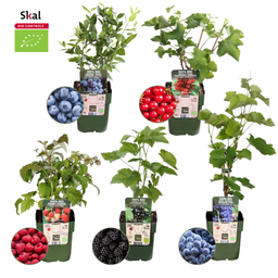 Plants by frank "Vruchten oase" BIO Fruitplanten mix set van 5 verschillende soorten (8721001421022)