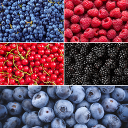 Plants by frank "Vruchten oase" BIO Fruitplanten mix set van 5 verschillende soorten (8721001421022)