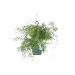 Asparagus Sprengeri Hang (8720634284202)