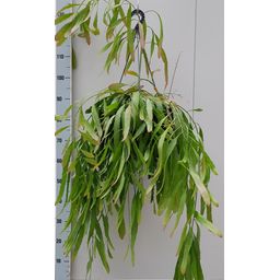Rhipsalis Red Coral (21826)