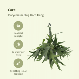 Platycerium Hertshoorn Hang (8720634285094)