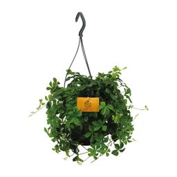 Parthenocissus Striatha Hang (8720634284936)