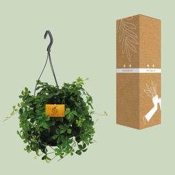 Parthenocissus Striatha Hang (8720634284936)