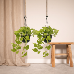 Epipremnum Golden Pothos (Scindapsus) - 2 stuks (10264)