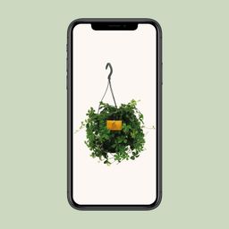 Parthenocissus Striatha Hang (8720634284936)