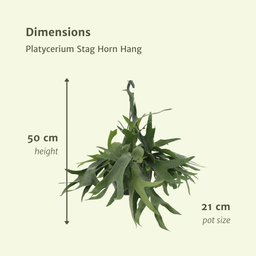Platycerium Hertshoorn Hang (8720634285094)