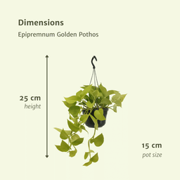Epipremnum Golden Pothos (Scindapsus) - 2 stuks (10264)