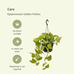 Epipremnum Golden Pothos (Scindapsus) - 2 stuks (10264)