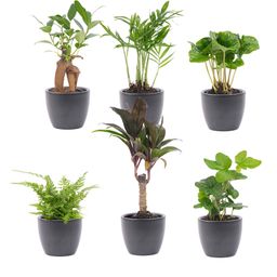 Mini planten set 6 - Inclusief 6x pot Boule Antraciet (8720872023458)