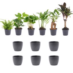 Mini planten set 6 - Inclusief 6x pot Boule Antraciet (8720872023458)