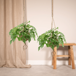 Kokodama Monstera Minima Hang (Gatenplant) - 2 stuks (10265)