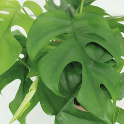 Kokodama Monstera Minima Hang (Gatenplant) - 2 stuks (10265)