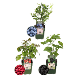 Plants by frank "Vruchten feestje" BIO Fruitplanten mix set van 3 verschillende soorten (8721001421046)