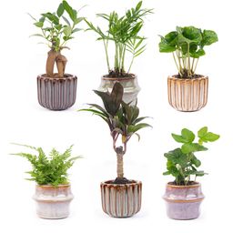 Mini planten set 6 - Inclusief pot set Barcelona (8720872023380)
