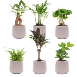 Mini planten set 6 - Inclusief 6x pot Joey grijs mat (8720872023496)