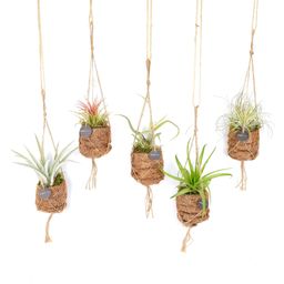 Kokodama Birdnest Tillandsia Mix - 8 stuks (30339)