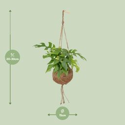 Kokodama Monstera Minima Hang (8720634284622)