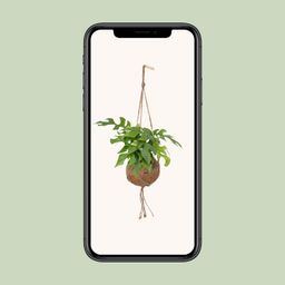 Kokodama Monstera Minima Hang (8720634284622)