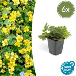 Garden basics 6x Waldsteinia ternata - ↕10-25cm - Ø9cm (47019)