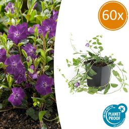 Garden basics 60x Vinca minor 'Atropurpurea', - ↕10-25cm - Ø9cm (47018)