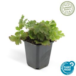 Garden basics 6x Waldsteinia ternata - ↕10-25cm - Ø9cm (47019)