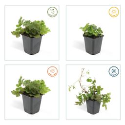 Garden basics 6x Waldsteinia ternata - ↕10-25cm - Ø9cm (47019)
