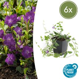 Garden basics 6x Vinca minor 'Atropurpurea', - ↕10-25cm - Ø9cm (47014)