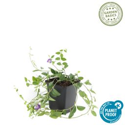 Garden basics 6x Vinca minor 'Atropurpurea', - ↕10-25cm - Ø9cm (47014)