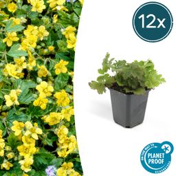 Garden basics 12x Waldsteinia ternata - ↕10-25cm - Ø9cm (47020)