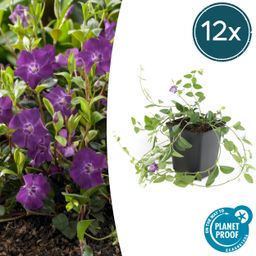 Garden basics 12x Vinca minor 'Atropurpurea', - ↕10-25cm - Ø9cm (47015)
