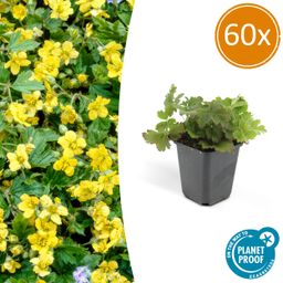 Garden basics 60x Waldsteinia ternata - ↕10-25cm - Ø9cm (47023)