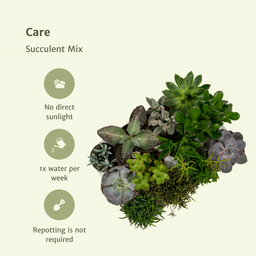 Everspring - Succulenten Mix - 18 stuks - 10 cm - Ø8,5 (8720634283908)