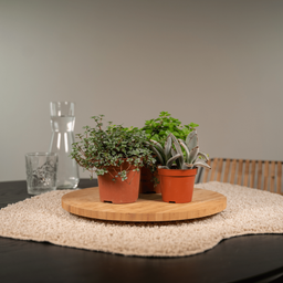 Everspring - Succulenten Mix - 18 stuks - 10 cm - Ø8,5 (8720634283908)