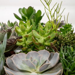 Everspring - Succulenten Mix - 18 stuks - 10 cm - Ø8,5 (8720634283908)