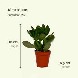 Everspring - Succulenten Mix - 18 stuks - 10 cm - Ø8,5 (8720634283908)