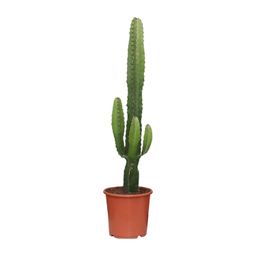 Euphorbia Acrurensis (8720634284585)
