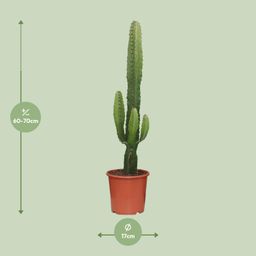 Euphorbia Acrurensis (8720634284585)