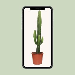Euphorbia Acrurensis (8720634284585)