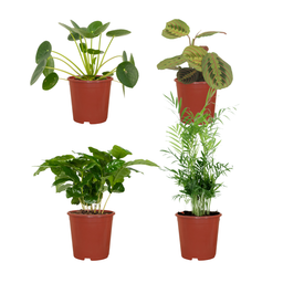 Diervriendelijke plantenbox - 4 stuks (8720634287159)