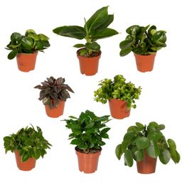 Verrassingsbox - - x8 (8720634287722)