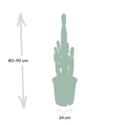 Euphorbia Acrurensis (8720634285285)