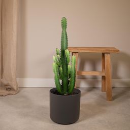 Euphorbia Acrurensis (8720634285285)