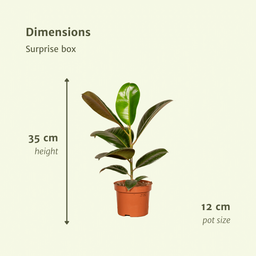 Verrassingsbox - - x10 (8720634285681)