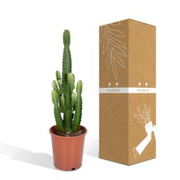 Euphorbia Acrurensis (8720634285285)